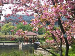 -嘉定紫藤园