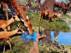 -国家自然博物馆