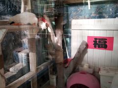 -猫咪博物馆(顶澳仔猫街店)