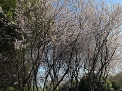 -青麦家·融合餐厅(江岛智立方店)