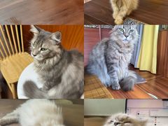 -楼上猫咖(罗湖店)