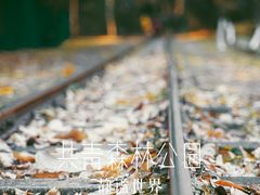 -上海共青森林公园