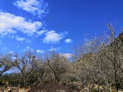 -广州市流溪河国家森林公园