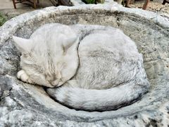 -喵屿·大理花园猫咖