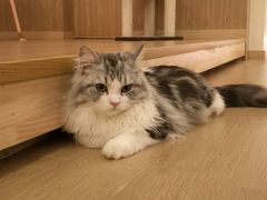 -猫腻·猫咖·撸猫馆(星光大道店)