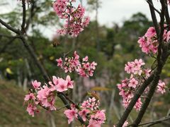 -聚龙山公园