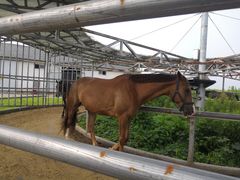 -松声马术俱乐部