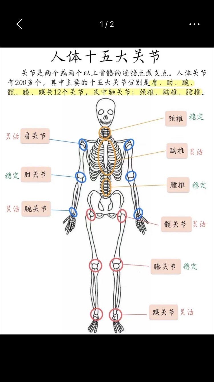 人体十五大关节