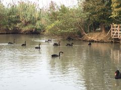 -溱湖国家湿地公园