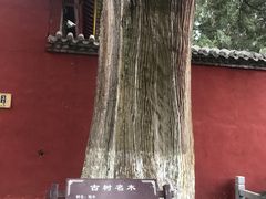-武侯墓风景区