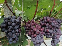 -麦园农庄·西江河鲜