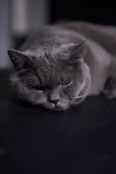 -飛凡TATTOO纹身•原创