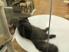 -猫冇咖·家门口的撸猫馆(大融城店)
