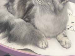 -FAELING PETS美天灵宠物(富力广场店)