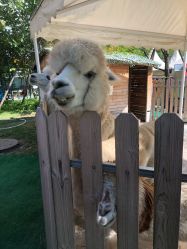 -萌宠亲子动物乐园(槐房万达店)