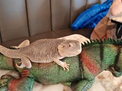 -FAIRYLAND龙族星球主题餐厅(凯丹广场店)