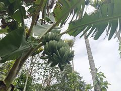 -海南热带雨林国家公园吊罗山景区
