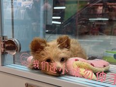 -FAELING PETS美天灵宠物(合生汇店)