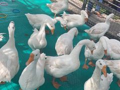 -大鹅岛绿色生态美食园