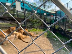 -横道河子东北虎林园
