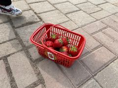 -甜心庄园·甜心草莓采摘园(西青中北店)