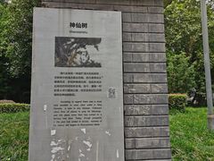-神仙树公园