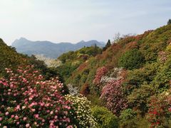 -贵州百里杜鹃风景名胜区