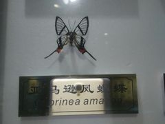 -上海昆虫博物馆