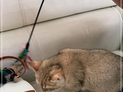-lincat·猫舍(广州店)
