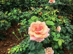 -人民公园(罗湖区)