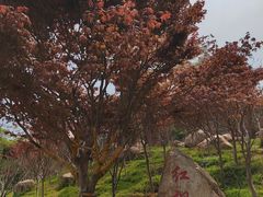 -广州市帽峰山景区