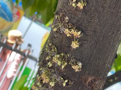 -Belice Chocolate Kingdom