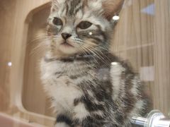 -屋虎猫馆(宝安大仟里店)