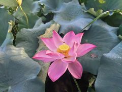 -池杉湖湿地公园