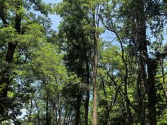 -鲁山国家森林公园