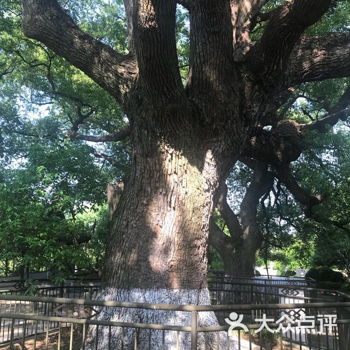 古樟植物园图片