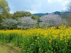 -苏州上方山国家森林公园