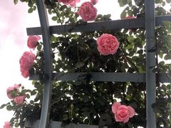 -三圣花乡旅游区