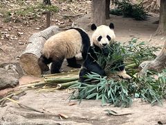 -都江堰中华大熊猫苑
