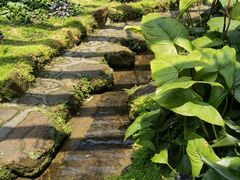 -深圳仙湖植物园