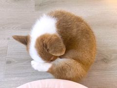 -浣熊柯尔鸭土拨鼠·电玩咖