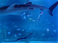 -烟台海昌鲸鲨海洋公园