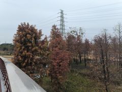 -王借岗森林公园
