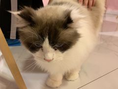 -三花喵·撸猫购宠·宠物生活馆(虹桥南丰城店)