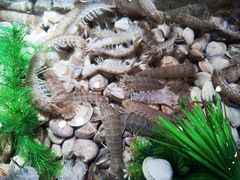 皮皮虾-V-ONE西雅图海鲜自助餐厅(仓山万达广场店)