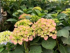 -金科花卉市场