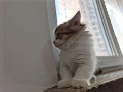 -欣宠猫屋·矮脚拿破仑·蓝金金渐层