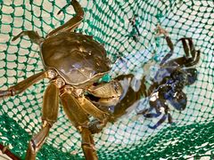 -蟹天蟹地农家菜·阳澄湖大闸蟹(浅水湾店)