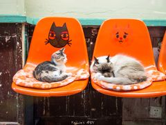 -猫咪博物馆(顶澳仔猫街店)