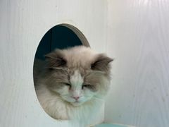 -猫小院猫主题餐厅(三里屯店)